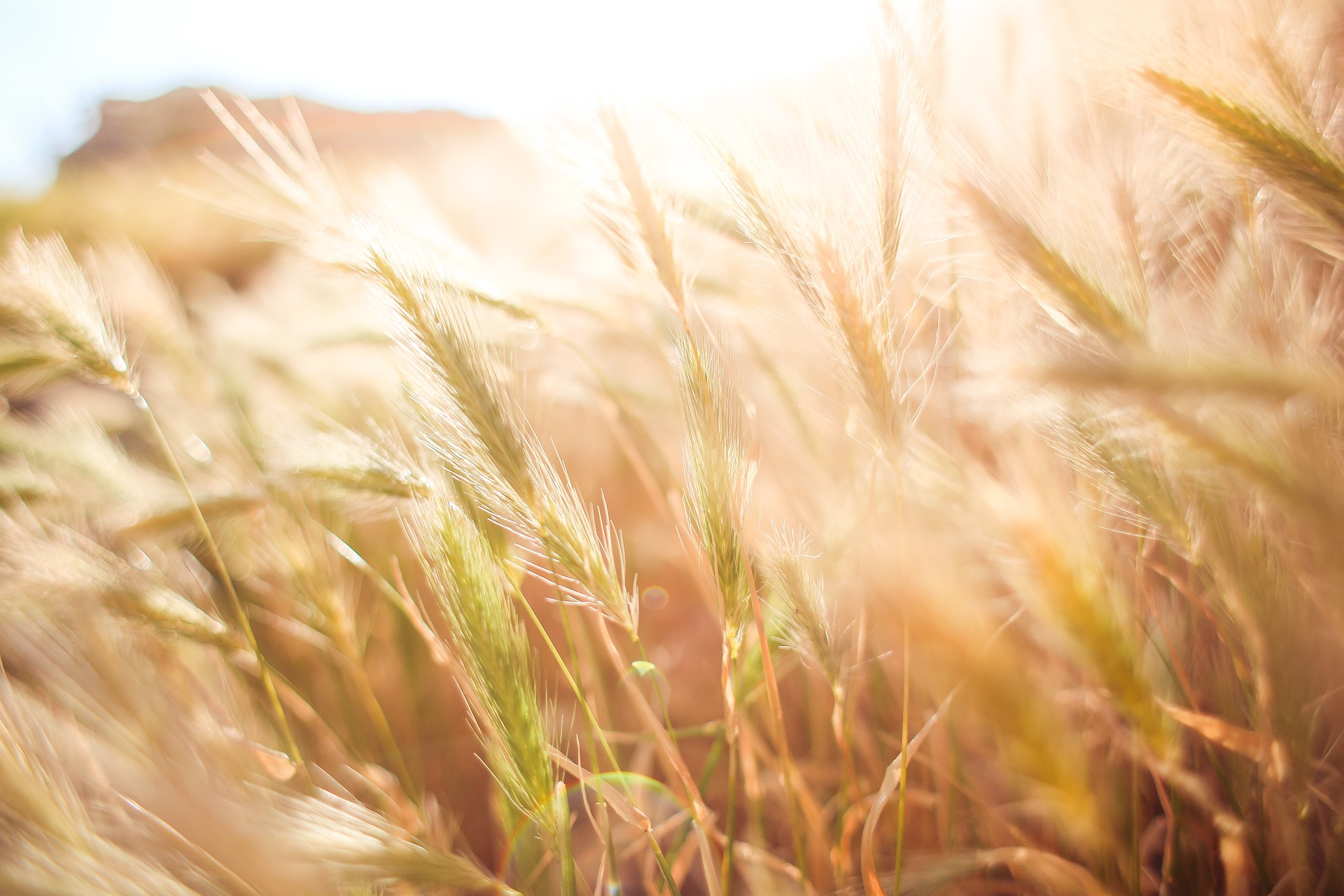 ONLINE-Seminar: Resilienz - Wachsen am Widerstand